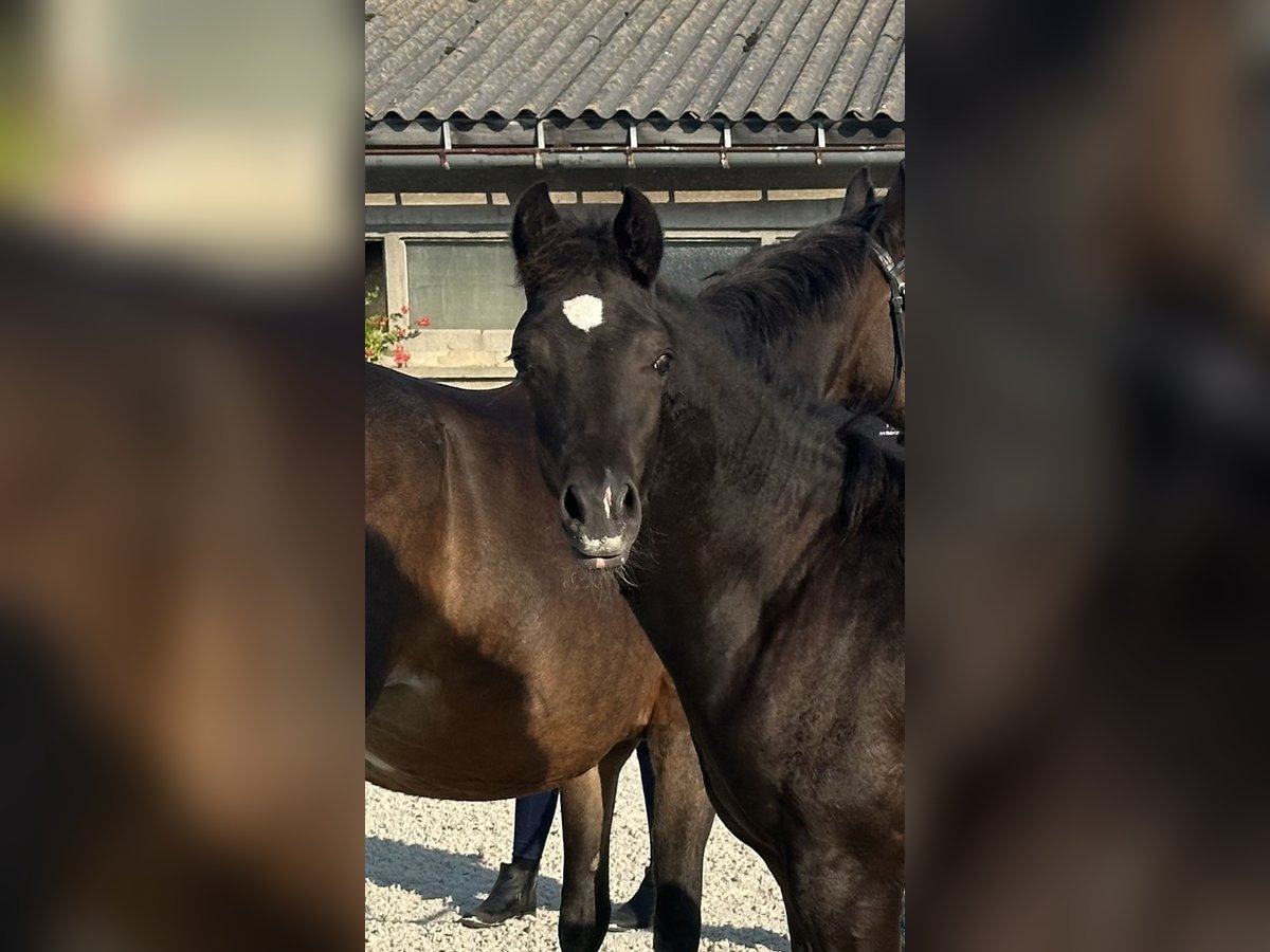 Deutsches Reitpony Hengst Fohlen (04/2024) 148 cm Rappe in Klingenberg