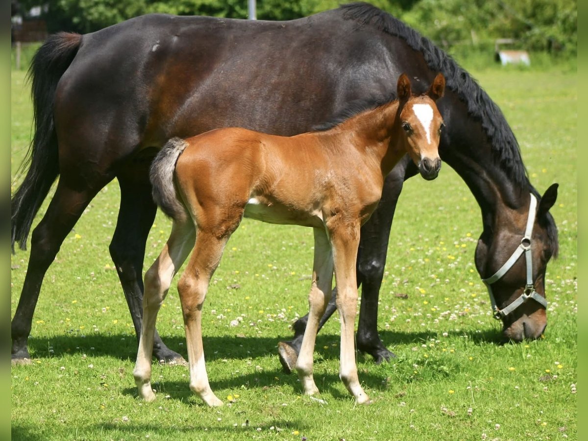 Deutsches Reitpony Mix Hengst  148 cm Rotbrauner in Pencader
