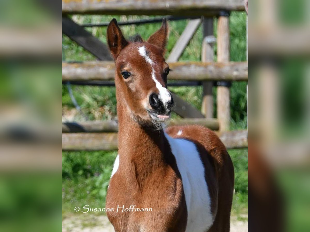 Deutsches Reitpony Hengst  148 cm Tobiano-alle-Farben in G&#xF6;denrothM&#xF6;rsdorf