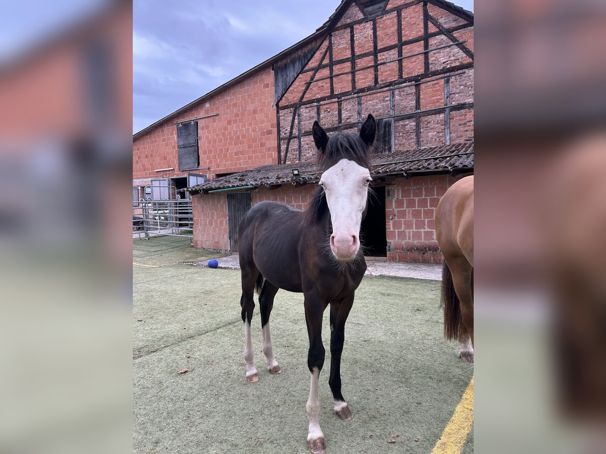 Deutsches Reitpony Mix Hengst Fohlen (01/2025) 150 cm Rappe in Burghaun