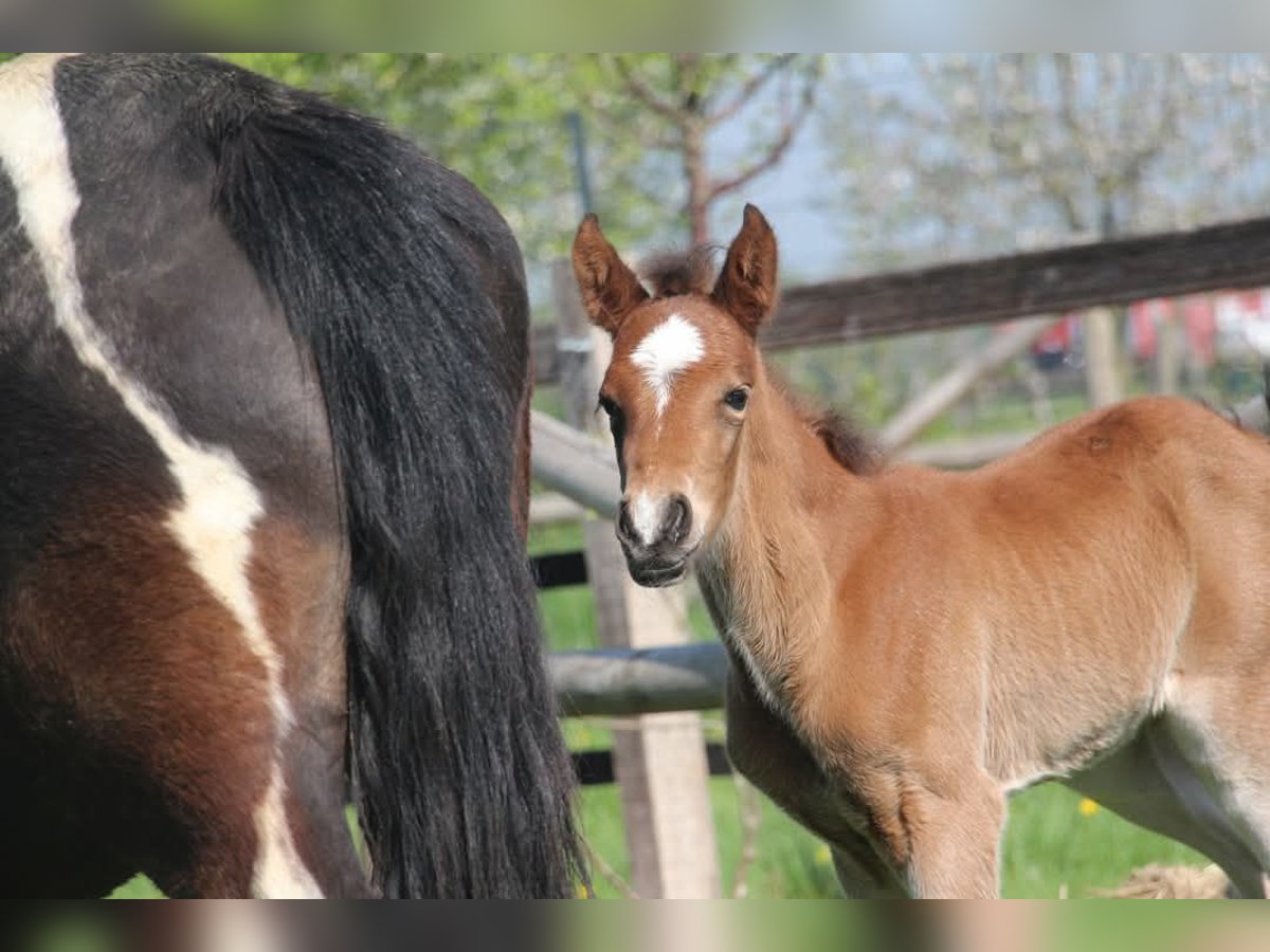 Deutsches Reitpony Hengst  153 cm Brauner in Rees