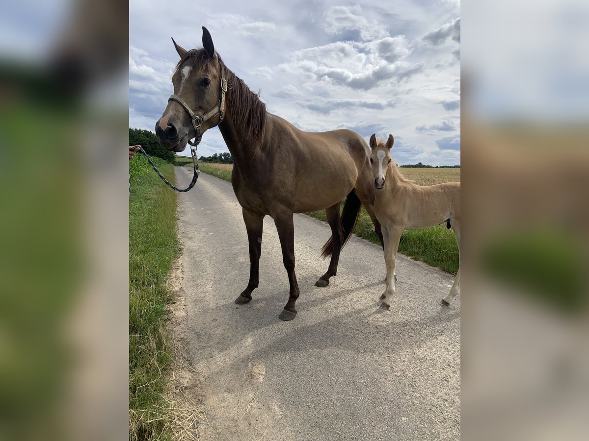 Deutsches Reitpony Hengst Fohlen (05/2024) 155 cm Palomino in Gelnhausen