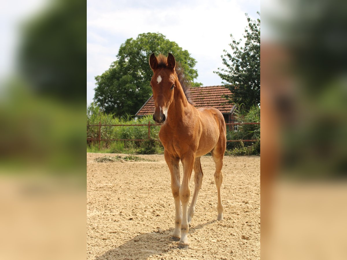 Deutsches Reitpony Hengst Fohlen (05/2023) Brauner In Haltern Am See