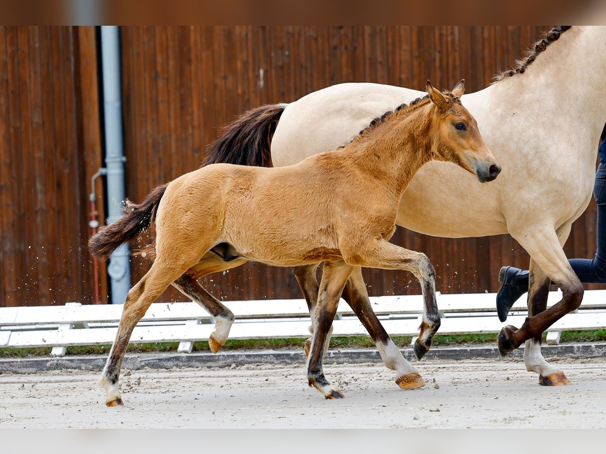 Deutsches Reitpony Hengst Fohlen (03/2025) Brauner in Neuhof / Poel