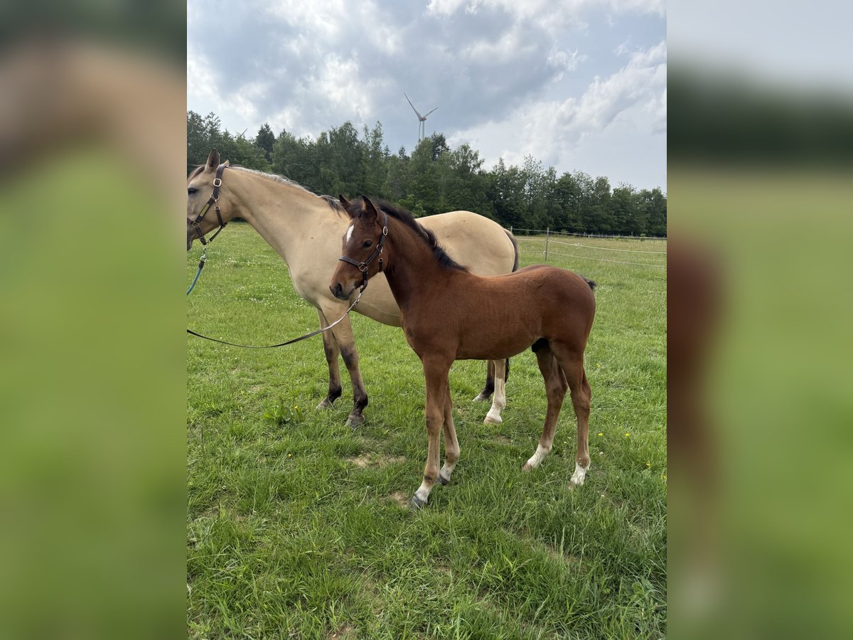 Deutsches Reitpony Hengst  Brauner in Heinzenbach