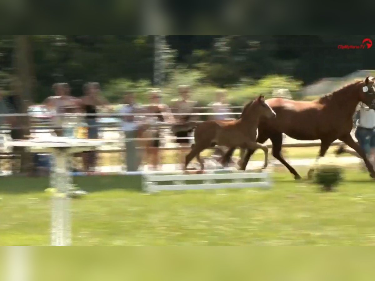 Deutsches Reitpony Hengst  Brauner in Derental