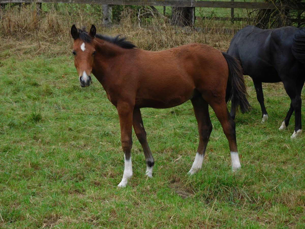 Deutsches Reitpony, Hengst in Freden (Leine)