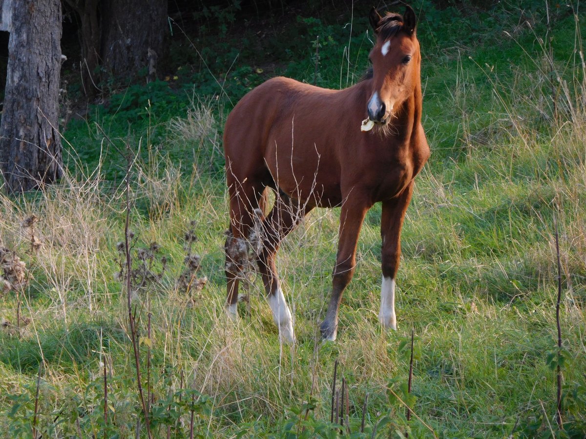 Deutsches Reitpony, Hengst in Freden (Leine)