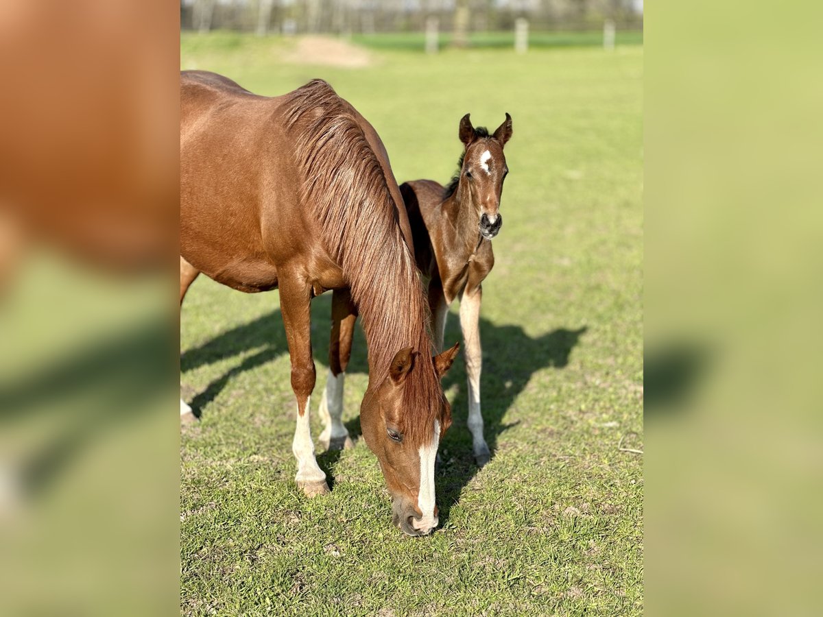 Deutsches Reitpony Hengst Fohlen (04/2023) Brauner in Hollenstedt