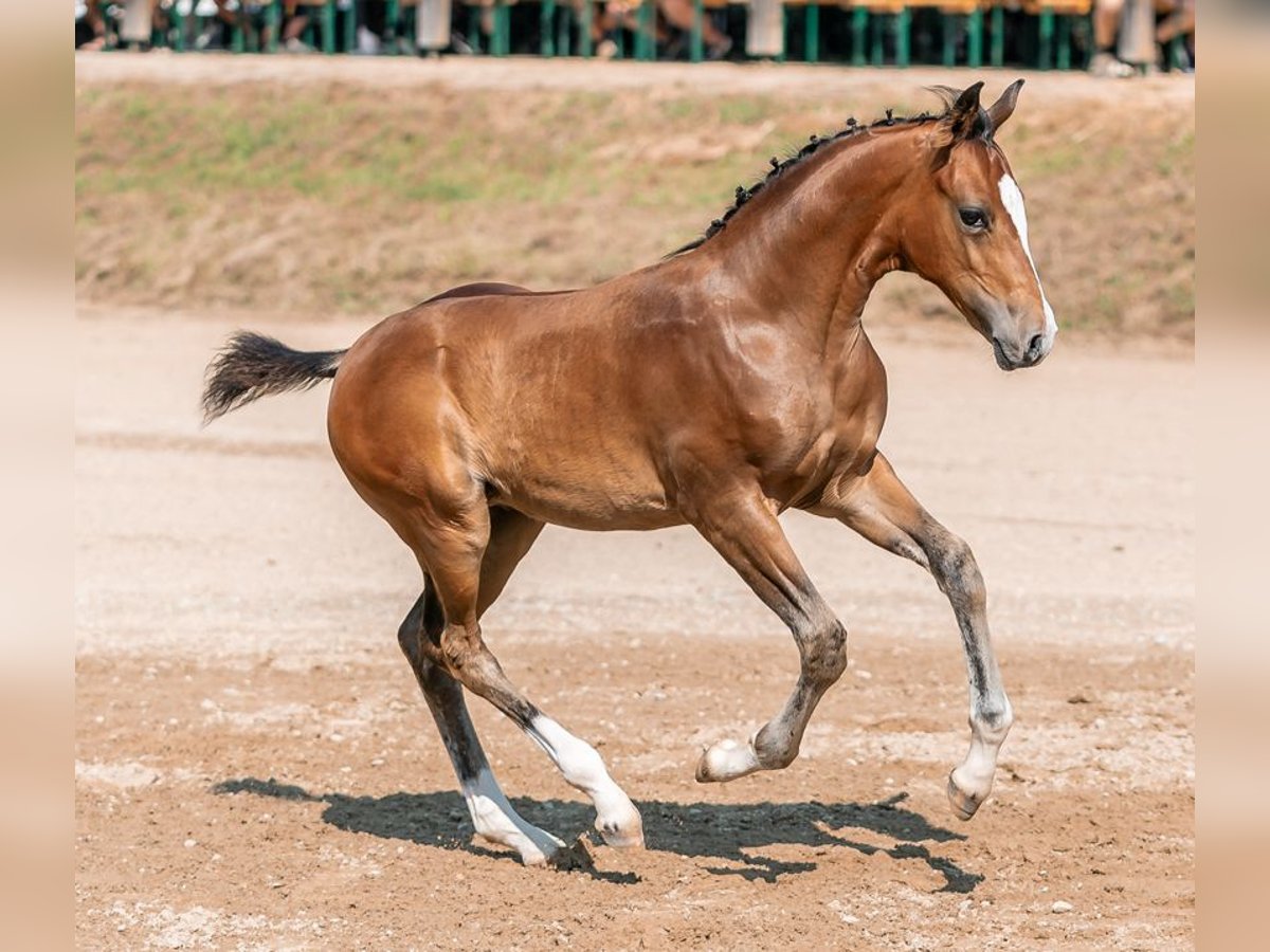 Deutsches Reitpony Hengst  Brauner in Pitten