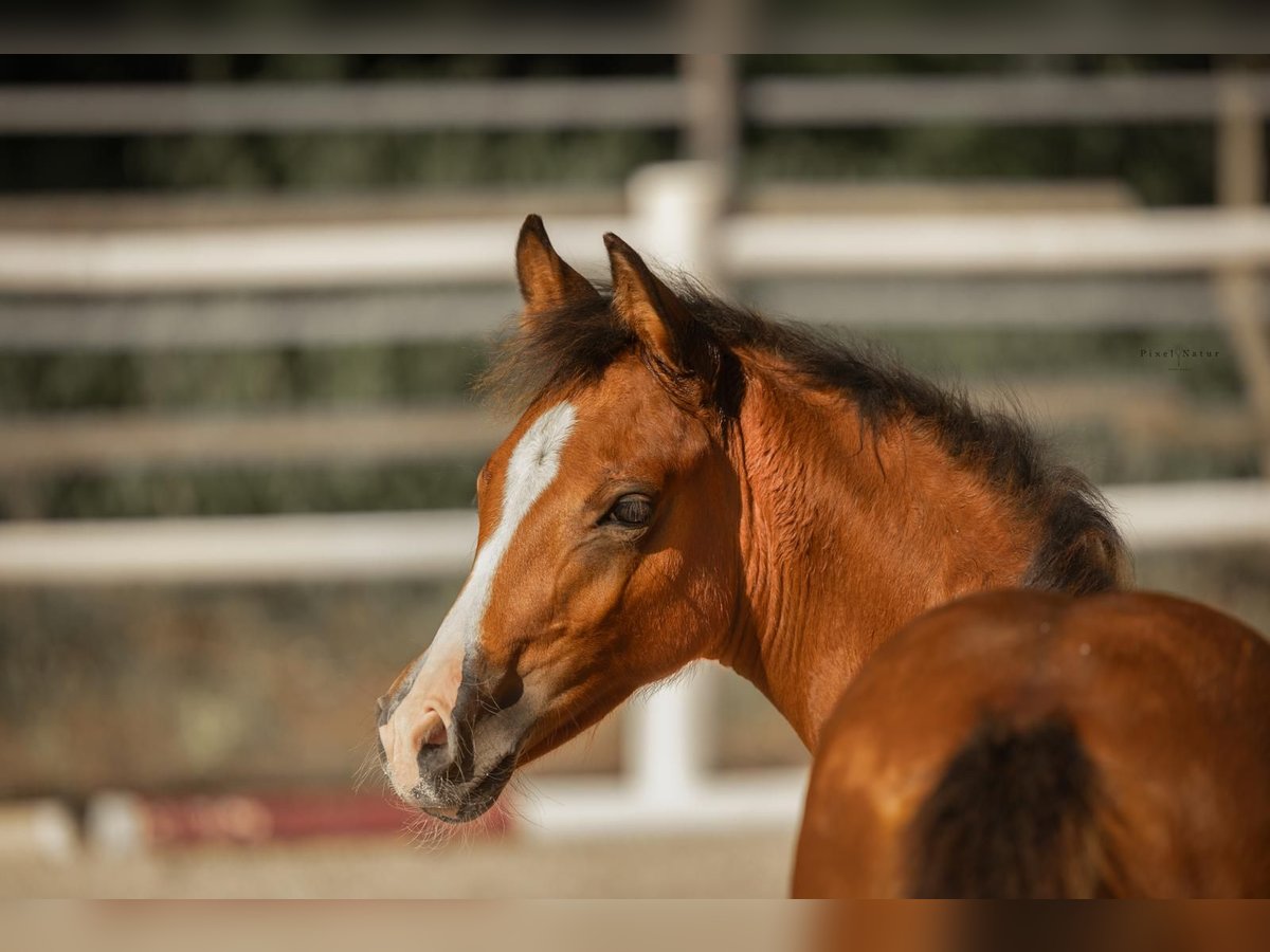 Deutsches Reitpony Hengst  Brauner in Rittersheim