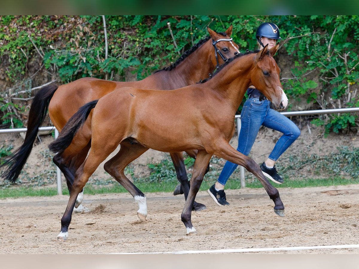 Deutsches Reitpony Hengst Fohlen (02/2025) Brauner in Twistringen