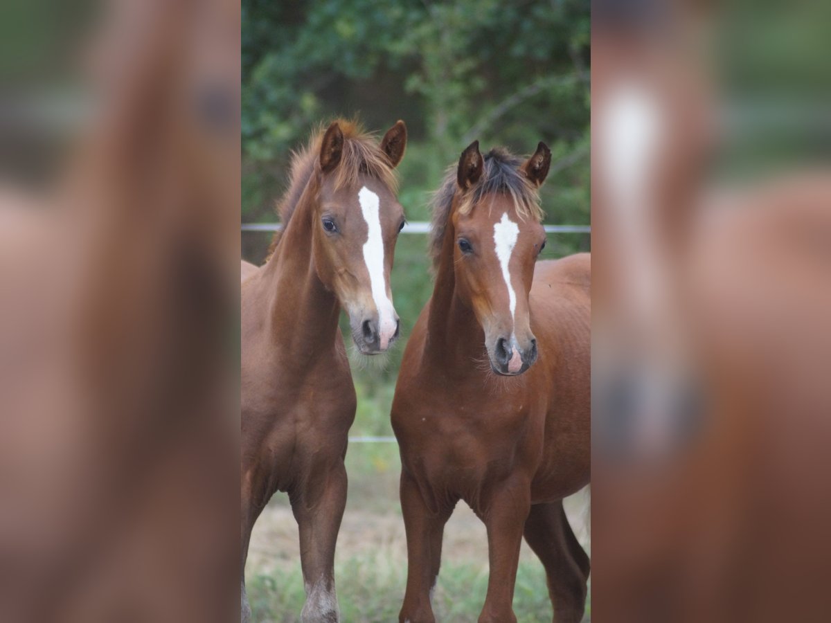Deutsches Reitpony, Hengst in Neuenkirchen-Vörden