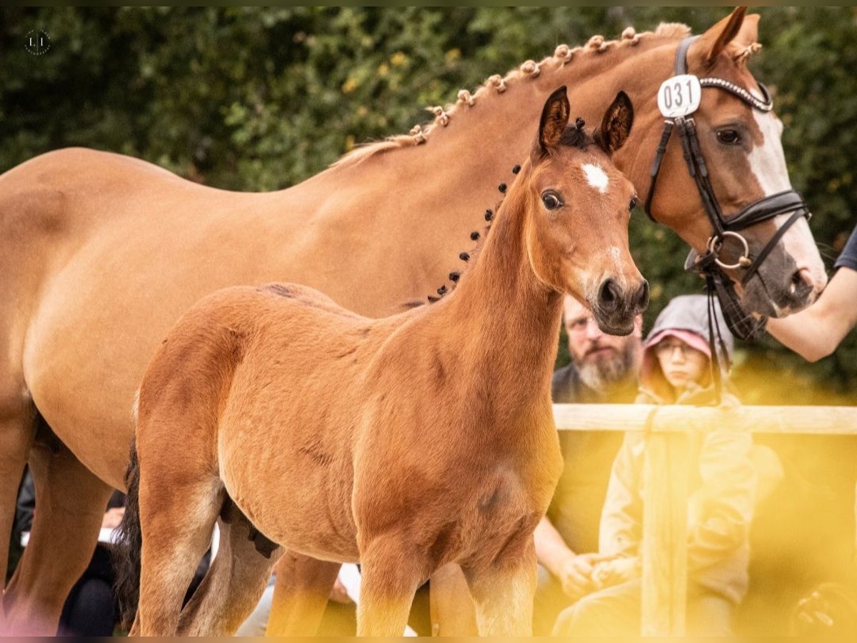 Deutsches Reitpony Hengst Fohlen (03/2025) Brauner in Drebber