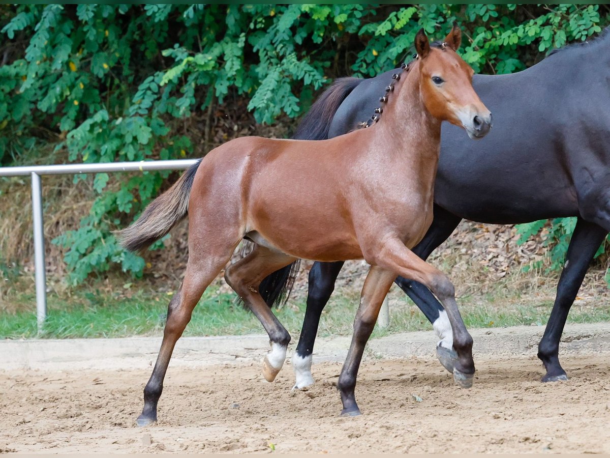 Deutsches Reitpony Hengst Fohlen (04/2024) Brauner in Westerwalsedr