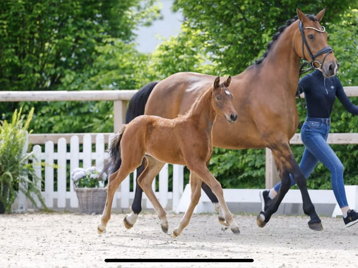 Deutsches Reitpony Hengst  Brauner in Bad Zwischenahn