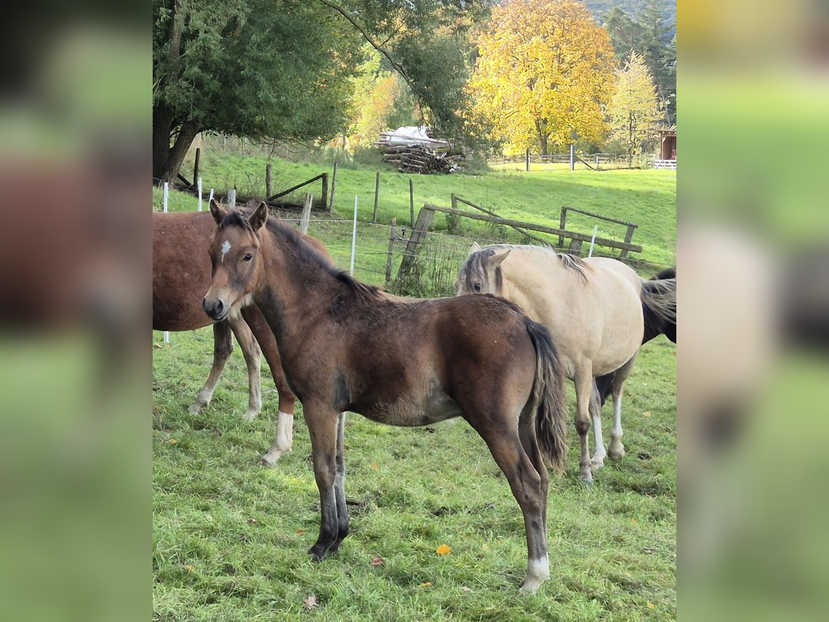 Deutsches Reitpony Hengst Fohlen (05/2024) Brauner in Rüthen