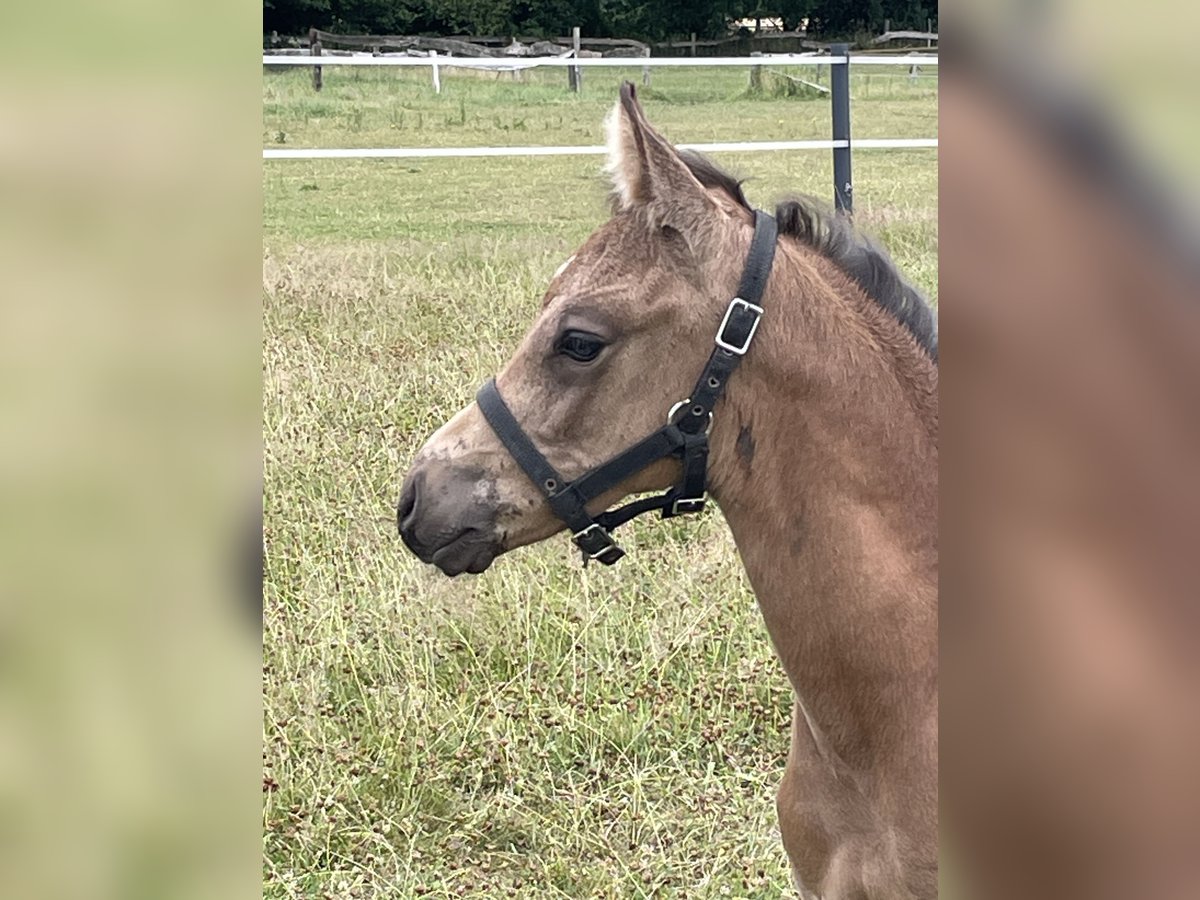 Deutsches Reitpony Hengst  Buckskin in Bad Laer