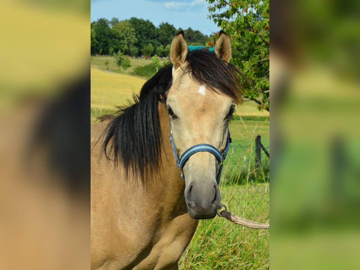 Deutsches Reitpony Hengst  Buckskin in Schwalmtal