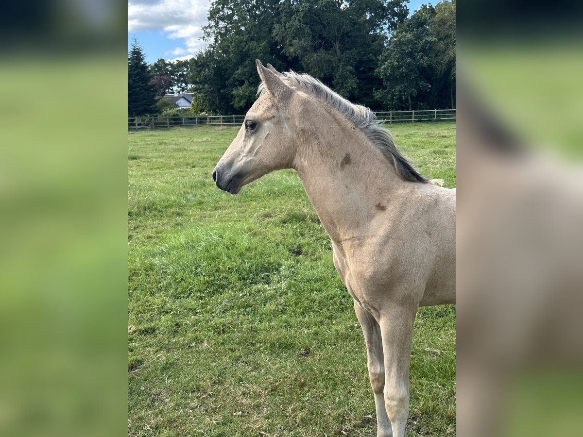 Deutsches Reitpony Hengst Fohlen (05/2025) Buckskin in Hochdonn