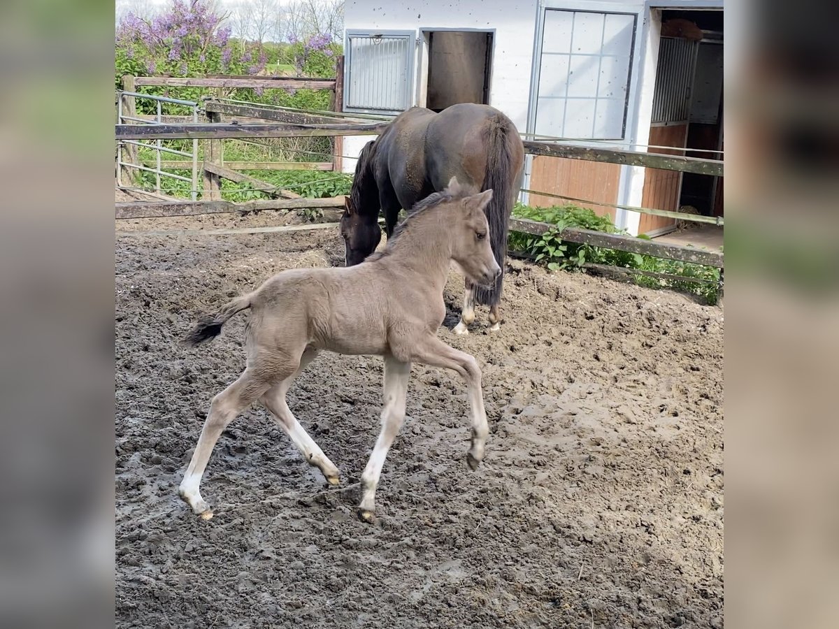 Deutsches Reitpony Hengst Fohlen (01/2024) Buckskin in Achim