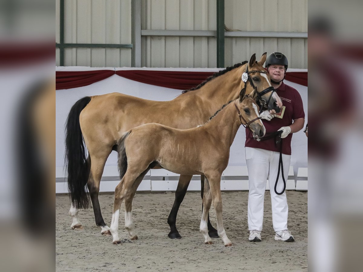 Deutsches Reitpony Hengst Fohlen (05/2025) Buckskin in Wendehausen