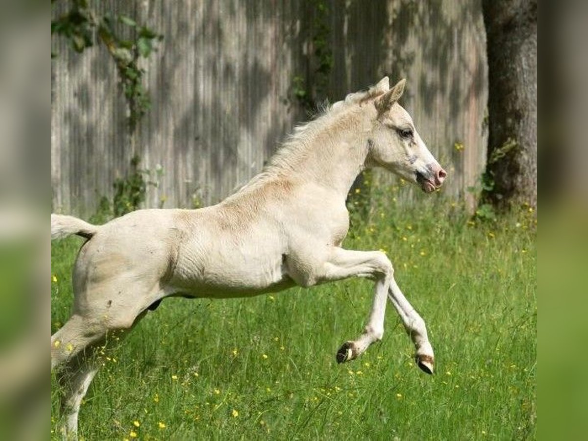 Deutsches Reitpony Hengst  Champagne in Adainville