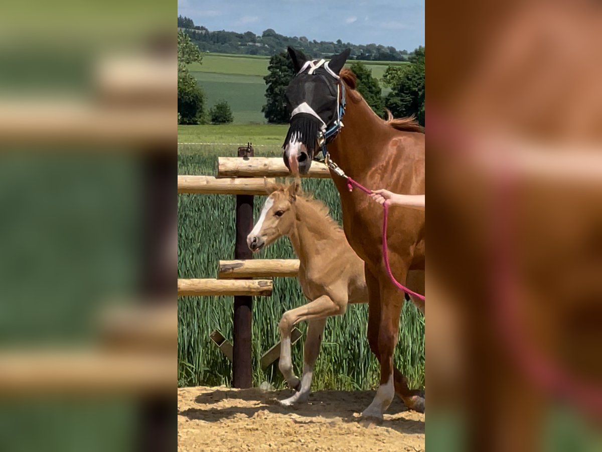 Deutsches Reitpony Hengst  Cremello in M&#xFC;nstermaifeldM&#xFC;nstermaifeld