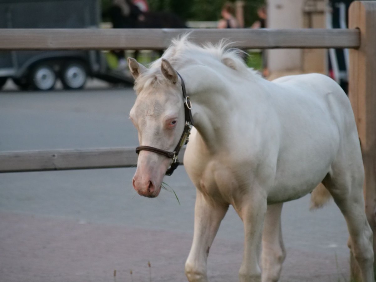 Deutsches Reitpony Hengst Fohlen (04/2025) Cremello in Wettringen