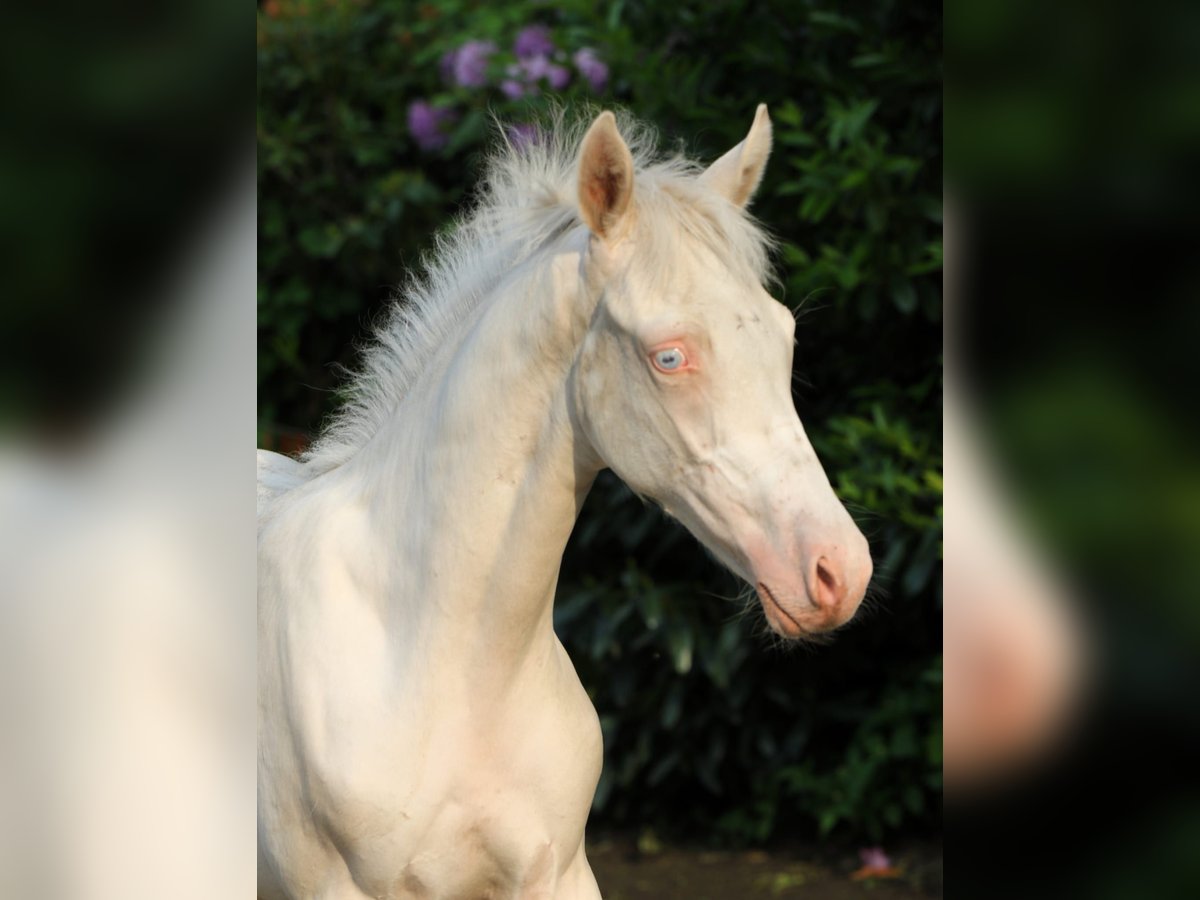 Deutsches Reitpony, Hengst in Rehburg-Loccum Münchehagen