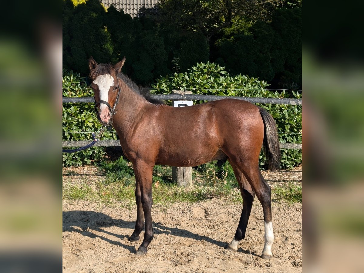 Deutsches Reitpony Hengst  in Goldenstedt