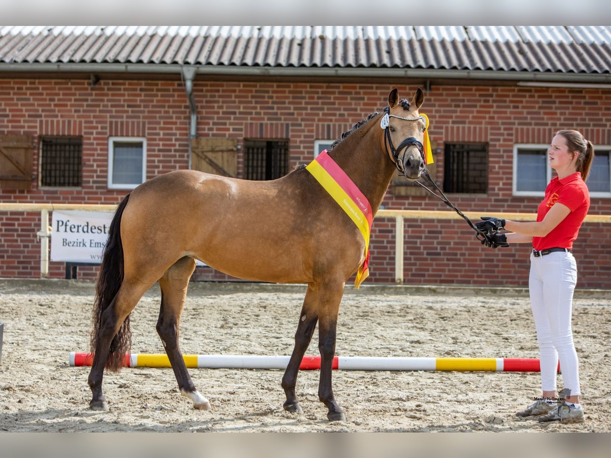 Deutsches Reitpony Hengst Fohlen (05/2025) in Neuenkirchen