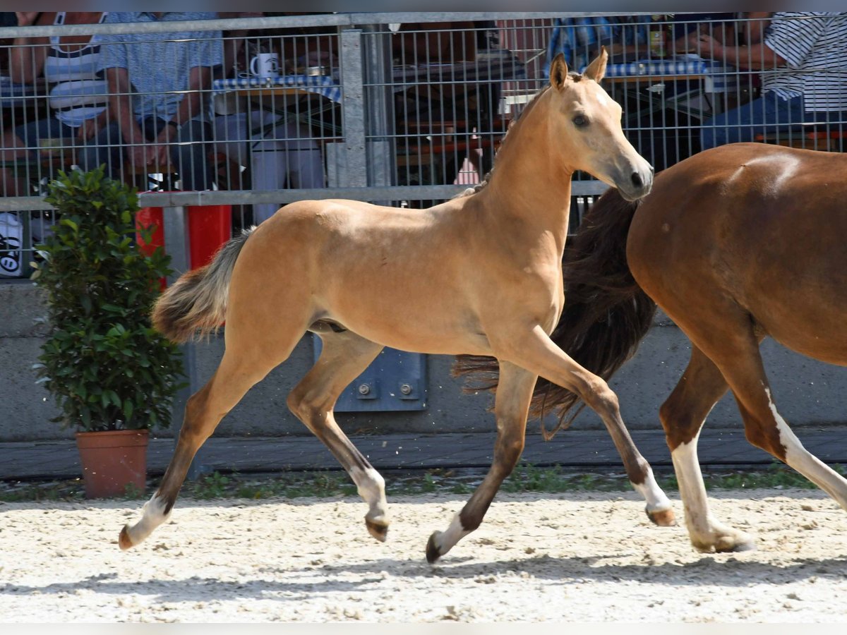 Deutsches Reitpony Hengst Fohlen (04/2024) in Schernfeld