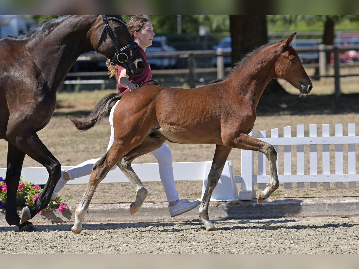 Deutsches Reitpony, Hengst in Standenbühl