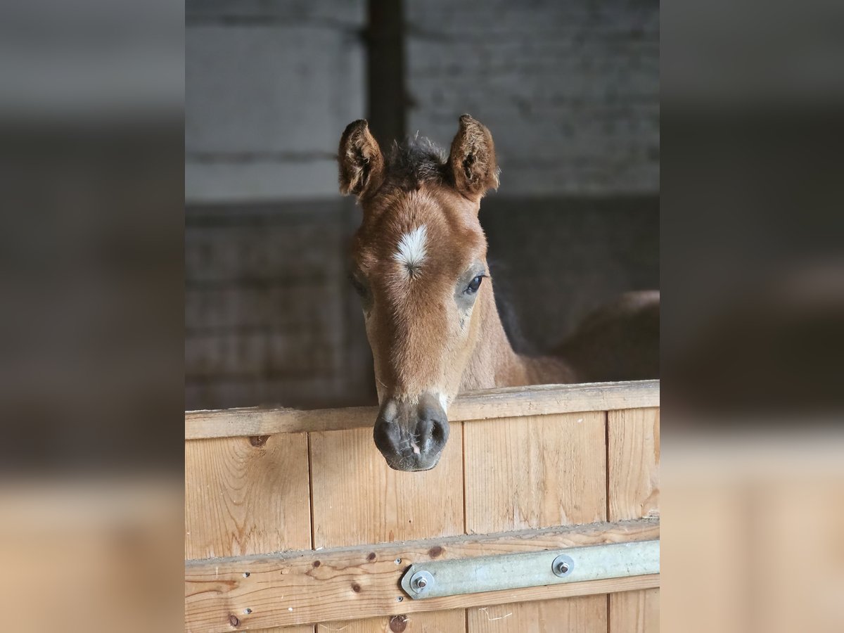 Deutsches Reitpony Hengst  Dunkelbrauner in Erwitte