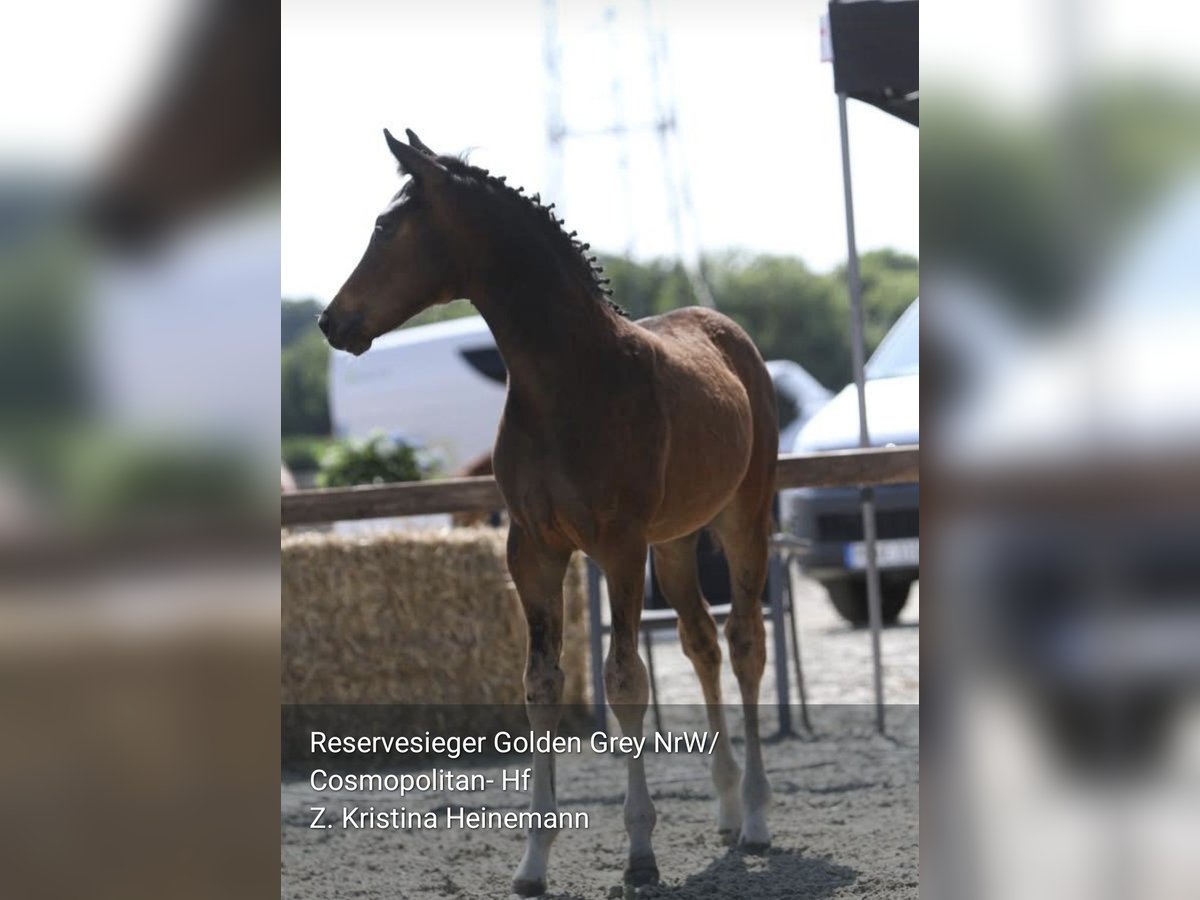 Deutsches Reitpony Hengst  Dunkelbrauner in Twistetal