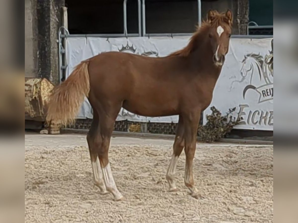 Deutsches Reitpony, Hengst in Bad König