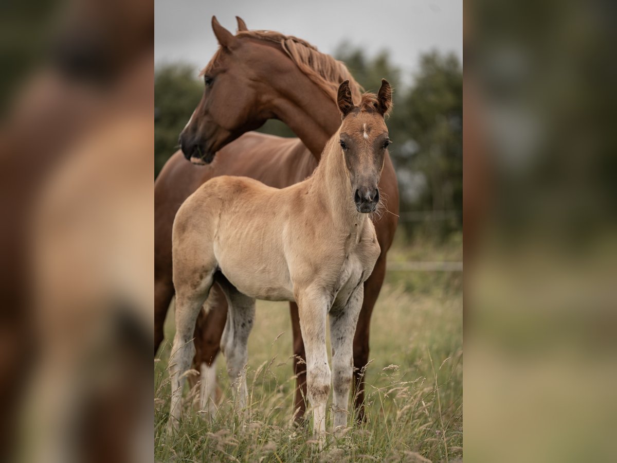 Deutsches Reitpony Hengst Fohlen (05/2025) Dunkelfuchs in Buxtehude