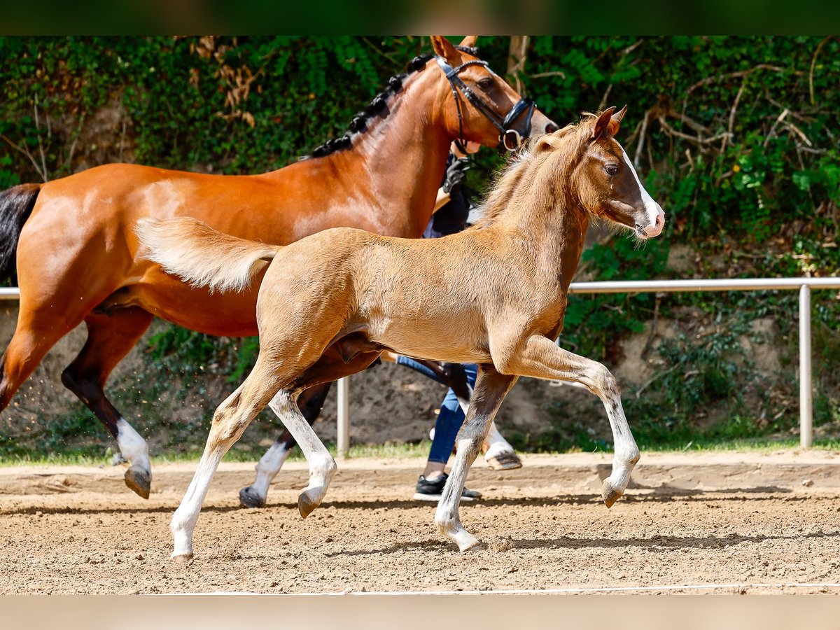 Deutsches Reitpony Hengst Fohlen (05/2025) Dunkelfuchs in Stemwede