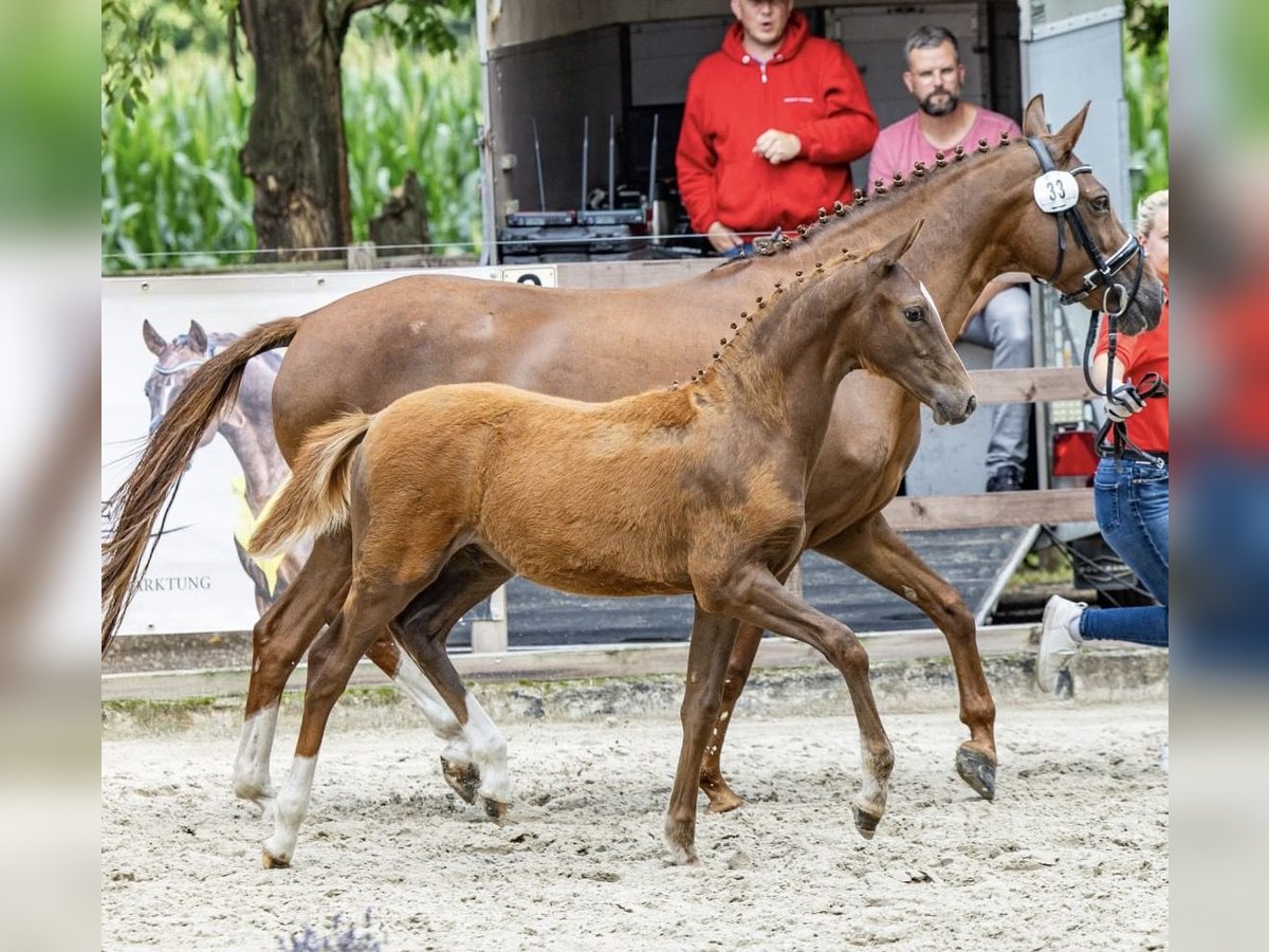 Deutsches Reitpony Hengst Fohlen (03/2025) Dunkelfuchs in Ostercappeln