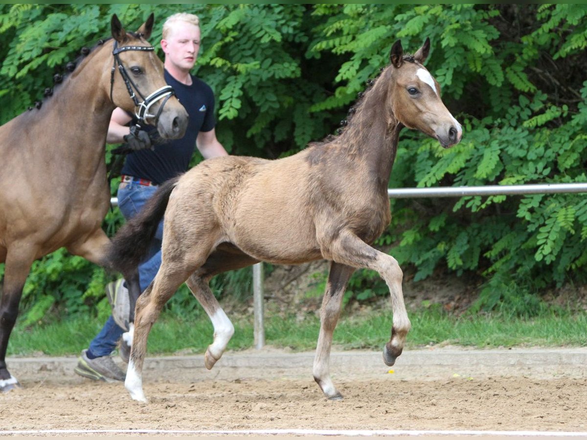 Deutsches Reitpony Hengst Fohlen (01/2024) Falbe in Bremervörde