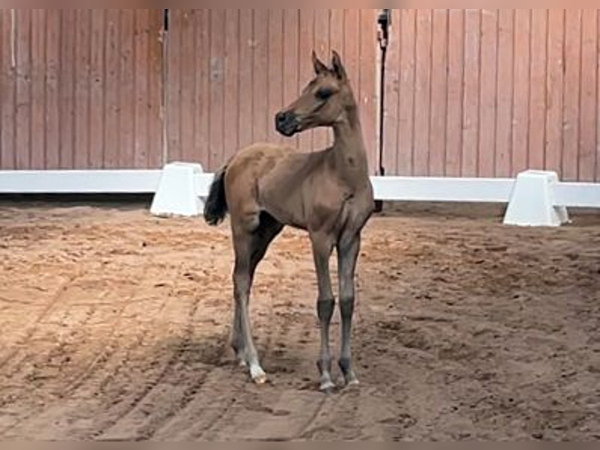 Deutsches Reitpony Hengst  Falbe in Unterwellenborn