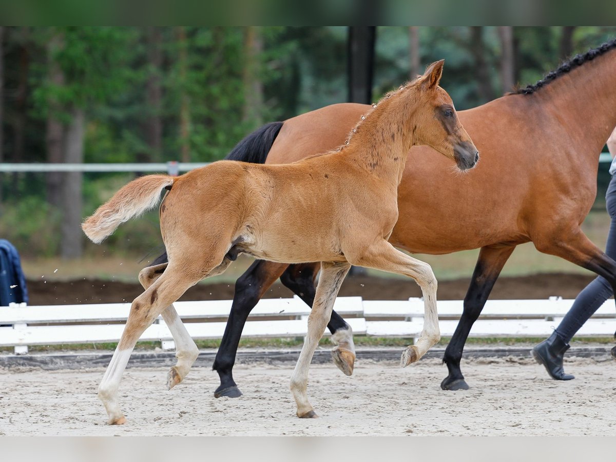 Deutsches Reitpony Hengst Fohlen (05/2025) Fuchs in Dannenberg