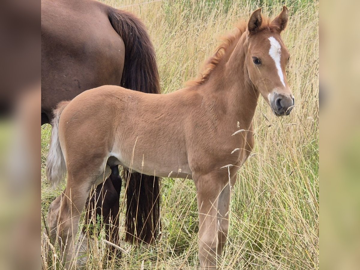 Deutsches Reitpony Hengst Fohlen (06/2025) Fuchs in R&#xFC;then