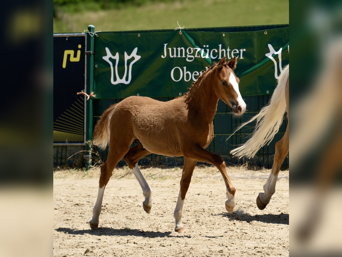 Deutsches Reitpony Hengst Fohlen (03/2025) Fuchs in Halver