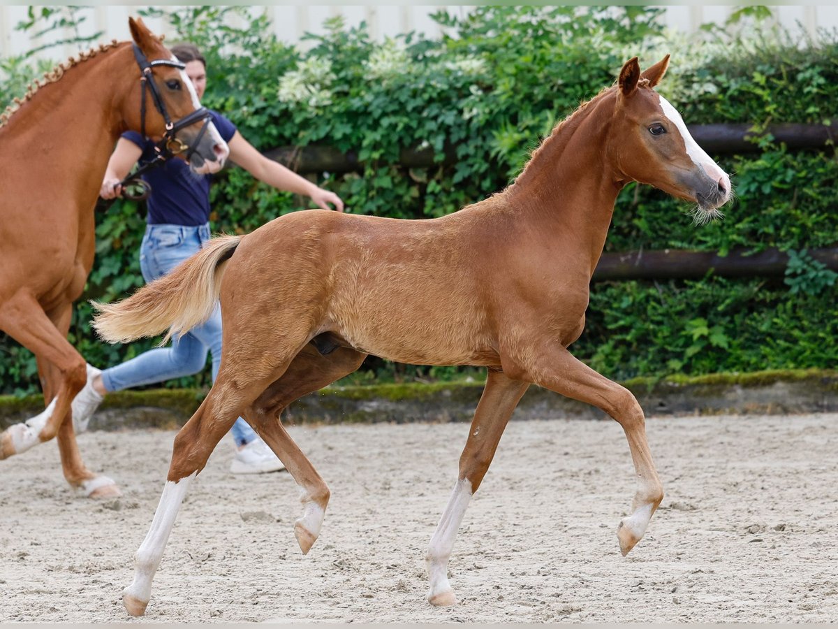 Deutsches Reitpony Hengst Fohlen (04/2024) Fuchs in Kerken