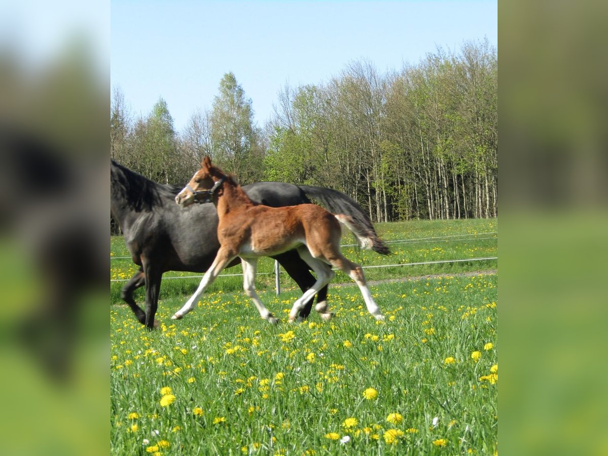 Deutsches Reitpony Hengst  Fuchs in Neustadt an der Orla
