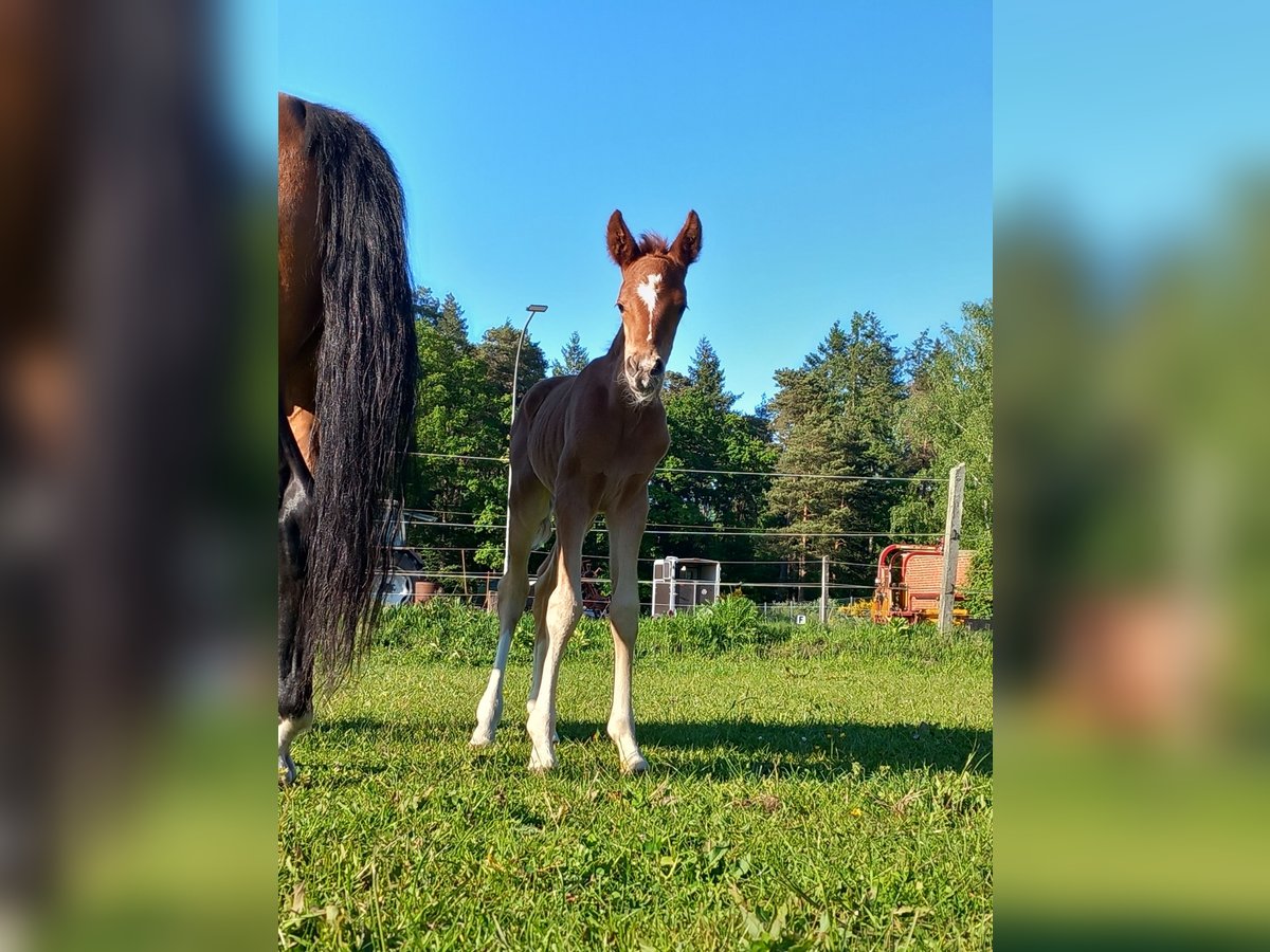 Deutsches Reitpony Hengst  Fuchs in Dannenberg (Elbe) Seybruch