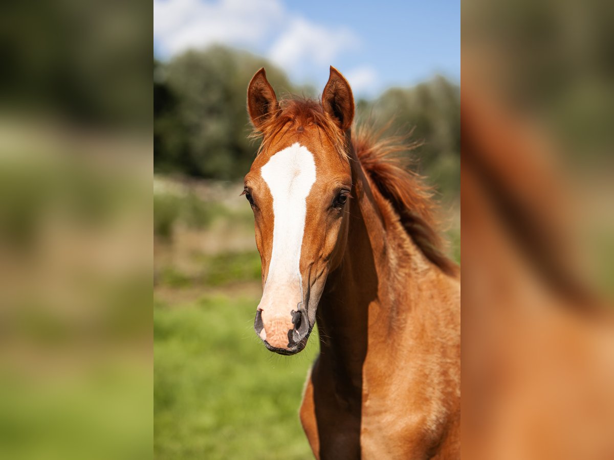 Deutsches Reitpony Hengst Fohlen (01/2025) Fuchs in Flintbek