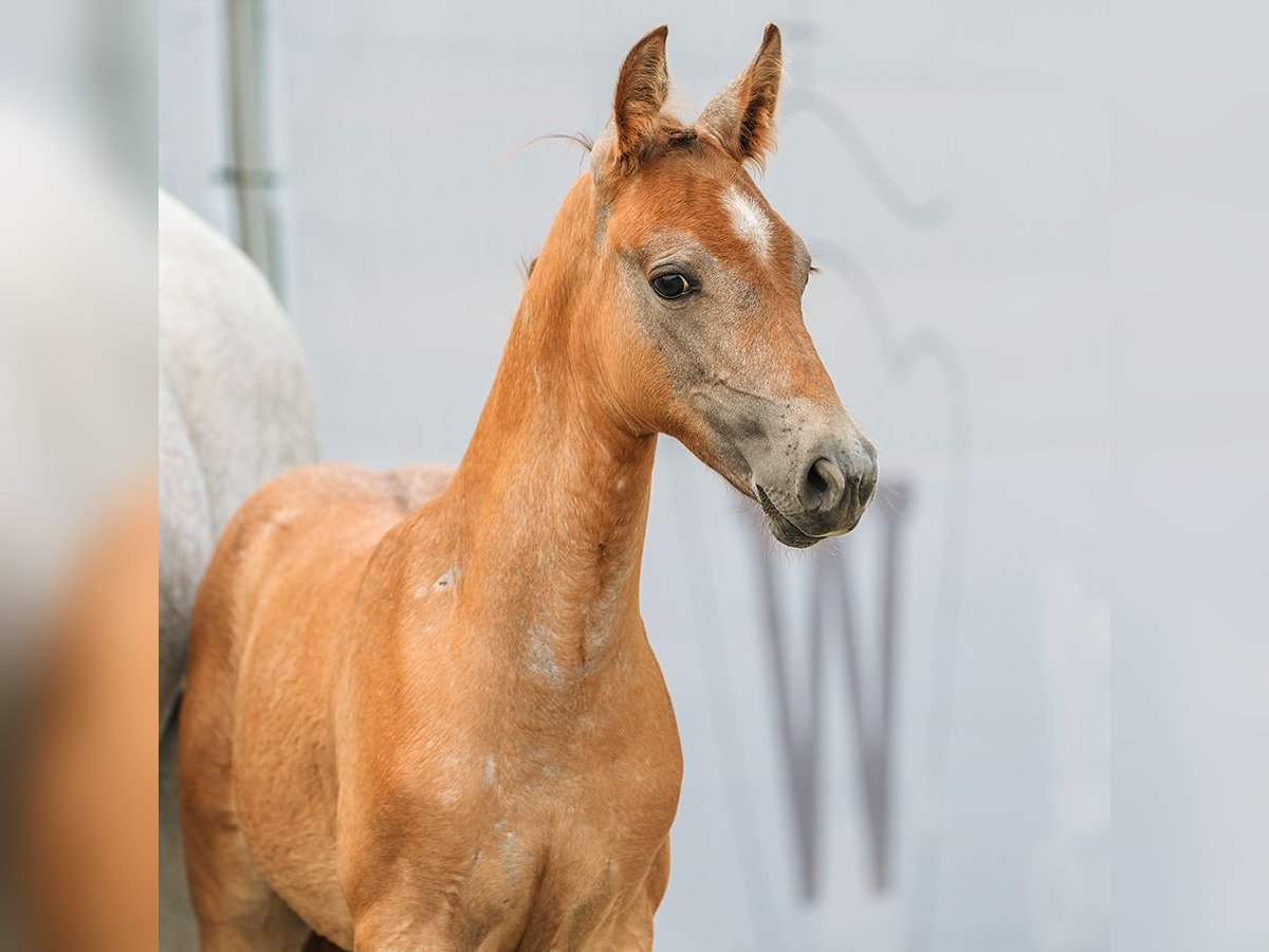 Deutsches Reitpony Hengst Fohlen (06/2024) Fuchs in Münster-Handorf